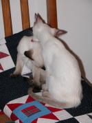 kittens - 071307 20